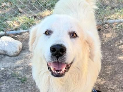 Enlarge Yeti, a Adopted Mixed Breed in Georgetown, TX image 1/1