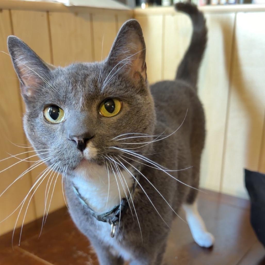 Enlarge Hades, a Adoptable Domestic Short Hair in Murray, UT image 1/5