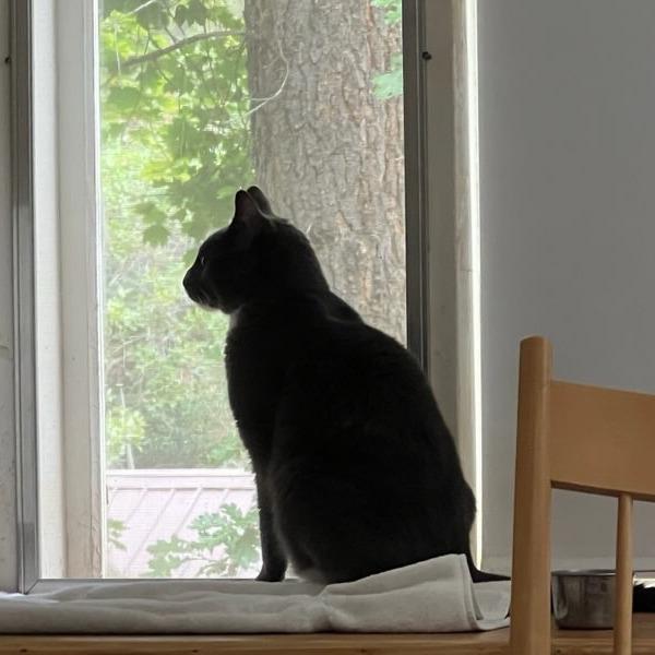 Enlarge Hades, a Adoptable Domestic Short Hair in Murray, UT image 3/5