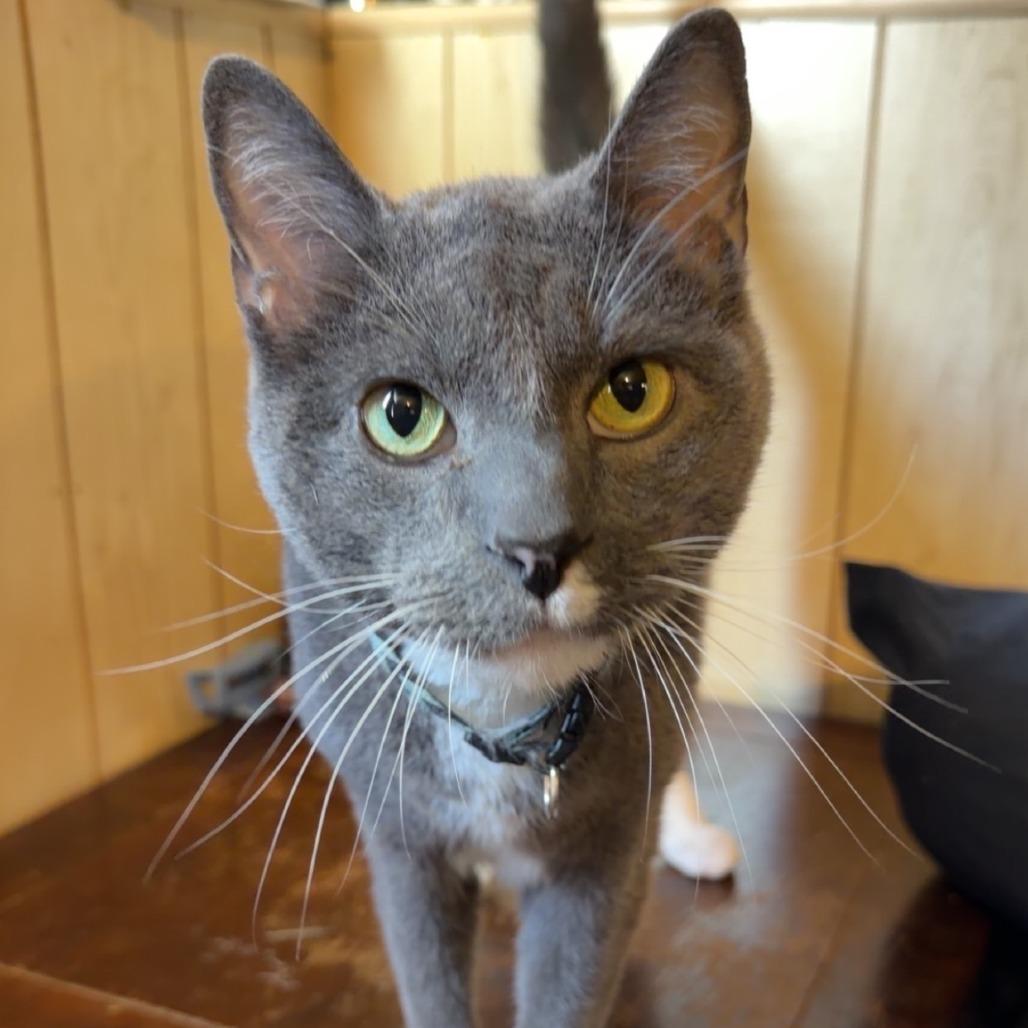 Enlarge Hades, a Adoptable Domestic Short Hair in Murray, UT image 5/5