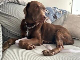 Enlarge Baylor, an adoption pending Labrador Retriever in Warrington, PA image 3/6