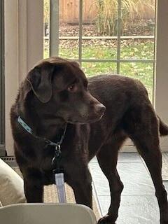 Enlarge Baylor, an adoption pending Labrador Retriever in Warrington, PA image 2/6