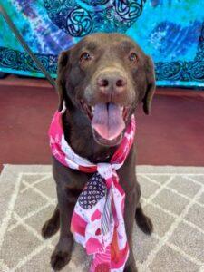 Enlarge Baylor, an adoption pending Labrador Retriever in Warrington, PA image 1/6