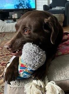 Enlarge Baylor, an adoption pending Labrador Retriever in Warrington, PA image 4/6