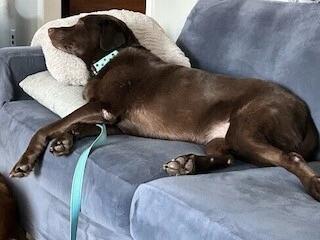 Enlarge Baylor, an adoption pending Labrador Retriever in Warrington, PA image 6/6