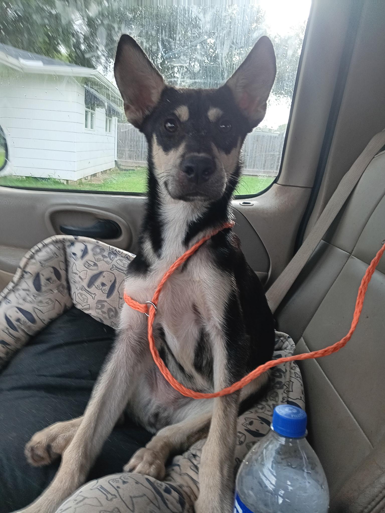 FINN (TX), Adoptable, Puppy Male Black and Tan Coonhound.