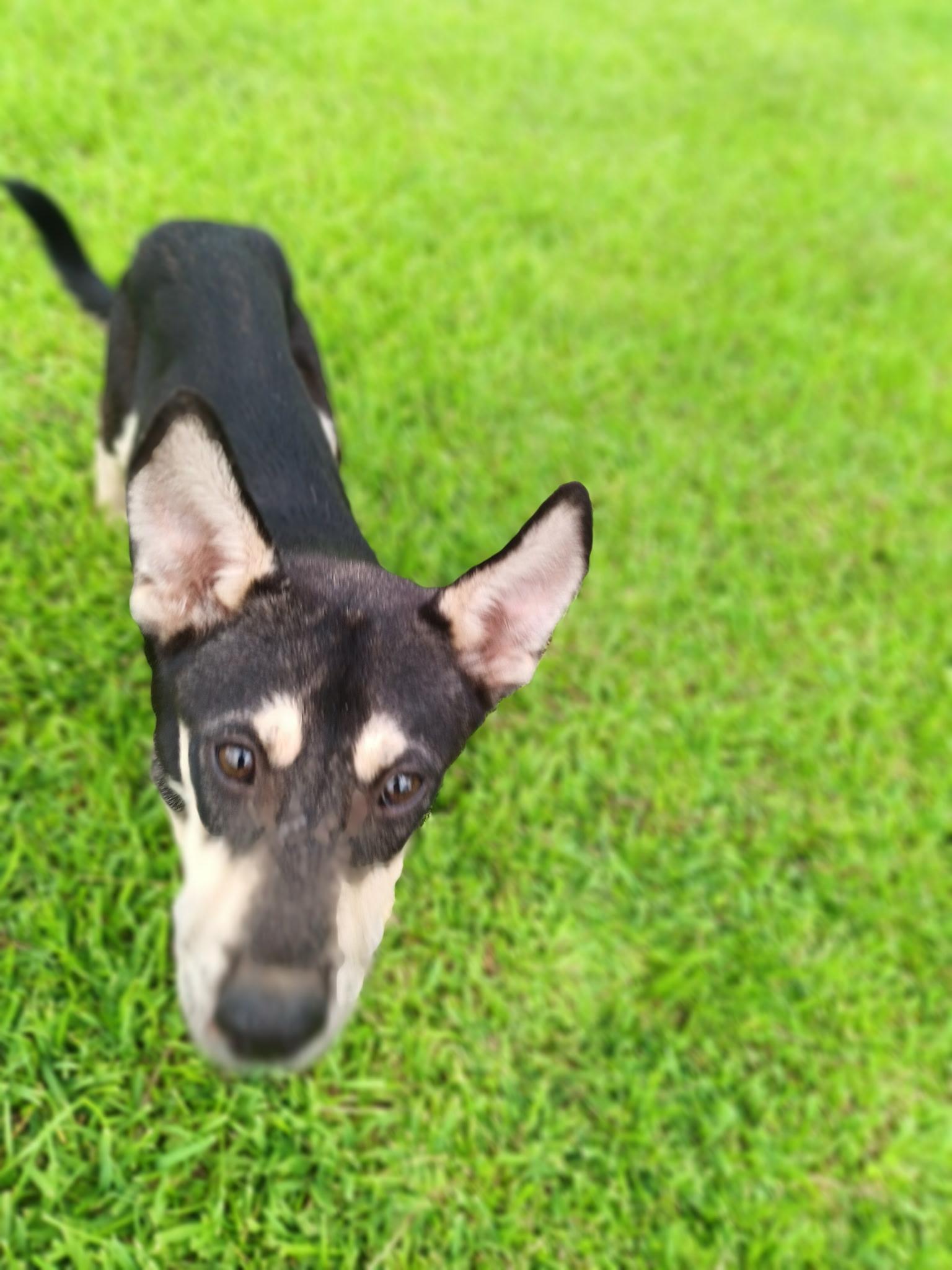 Enlarge FINN (TX), a ADOPTABLE mixed breed in Spring, TX image 3/3