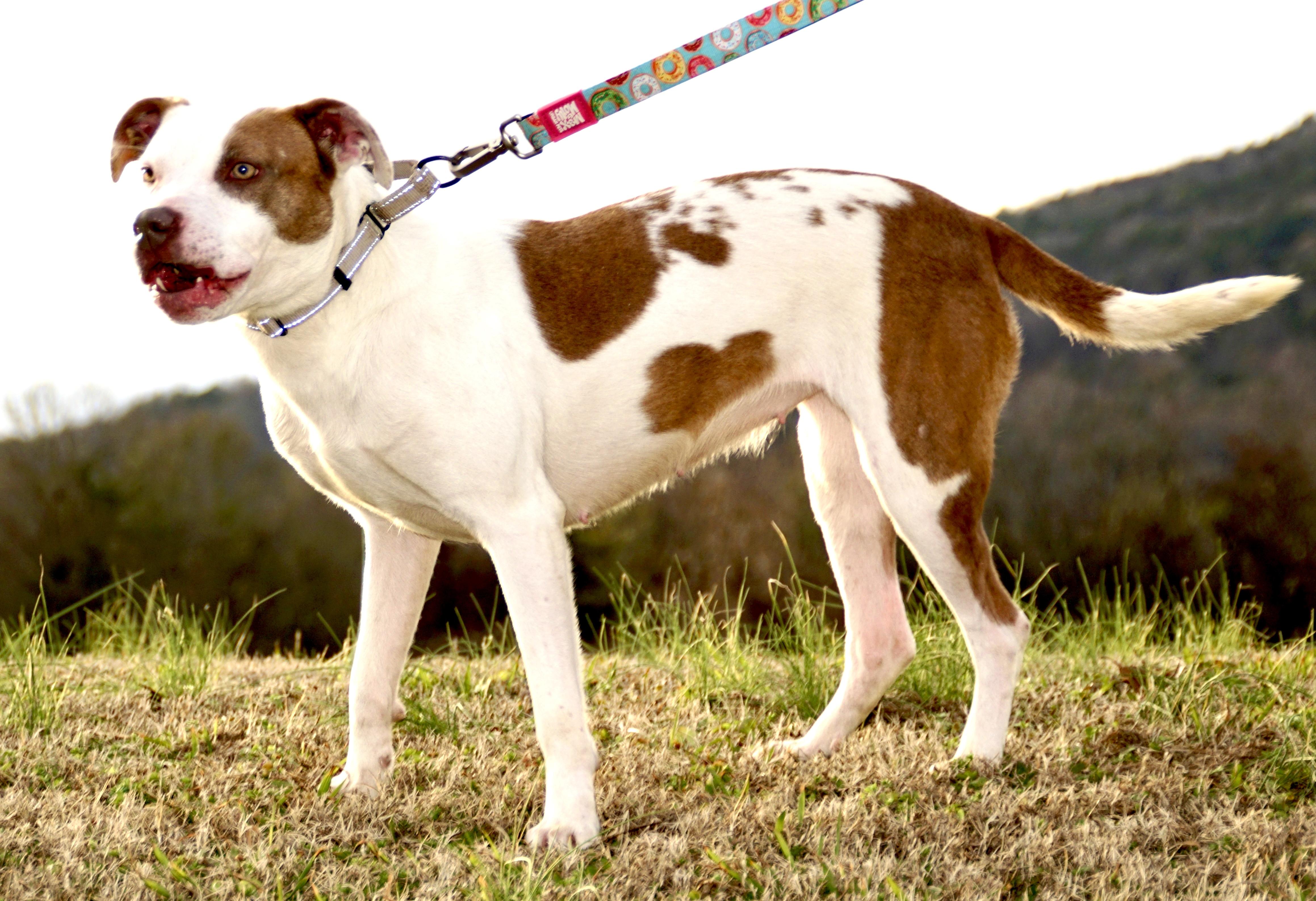 Iris -s, a ADOPTABLE mixed breed in Sequatchie, TN image 5/6