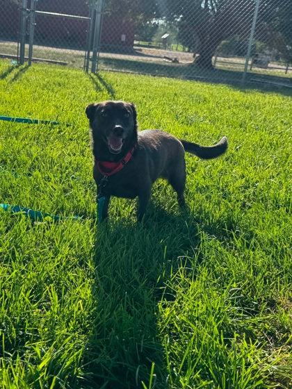 Martini, Adoptable, Adult Female Border Collie & Mixed Breed.