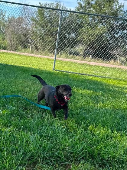 Enlarge Martini, a Adoptable mixed breed in Scottsbluff, NE image 2/2