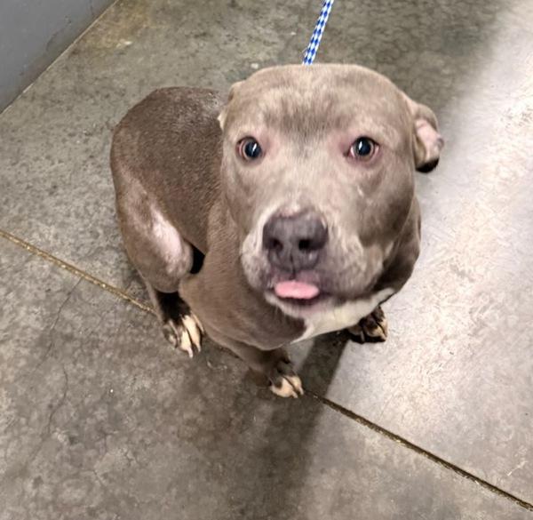 Whiskey, Adoptable, Young Male Pit Bull Terrier.