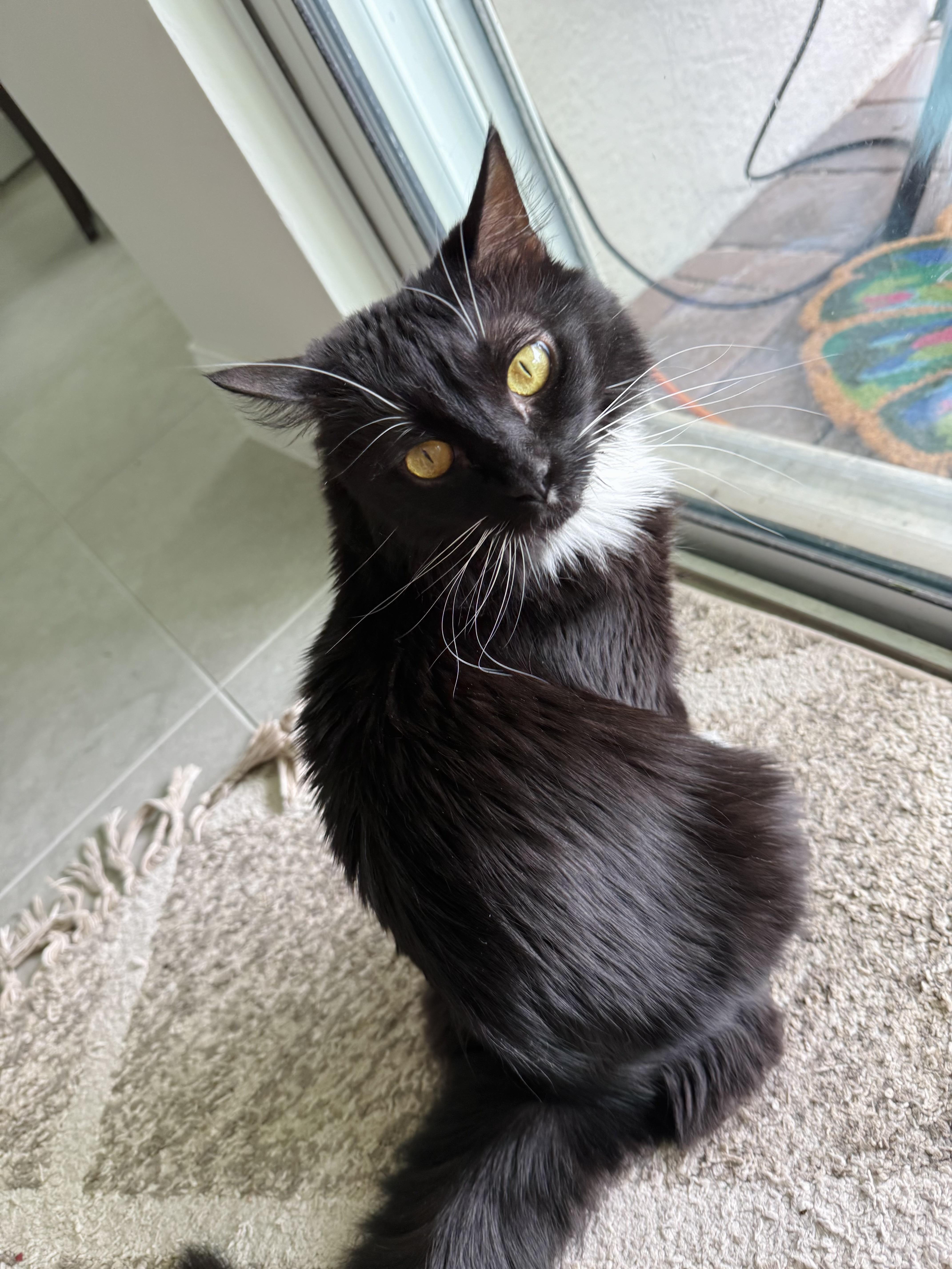 Elsa (LoNG fur) LAP kitty! 4