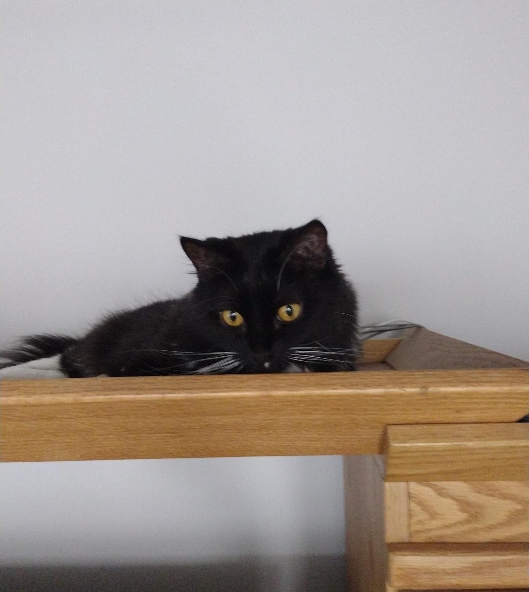 Elsa (LoNG fur) LAP kitty! 5