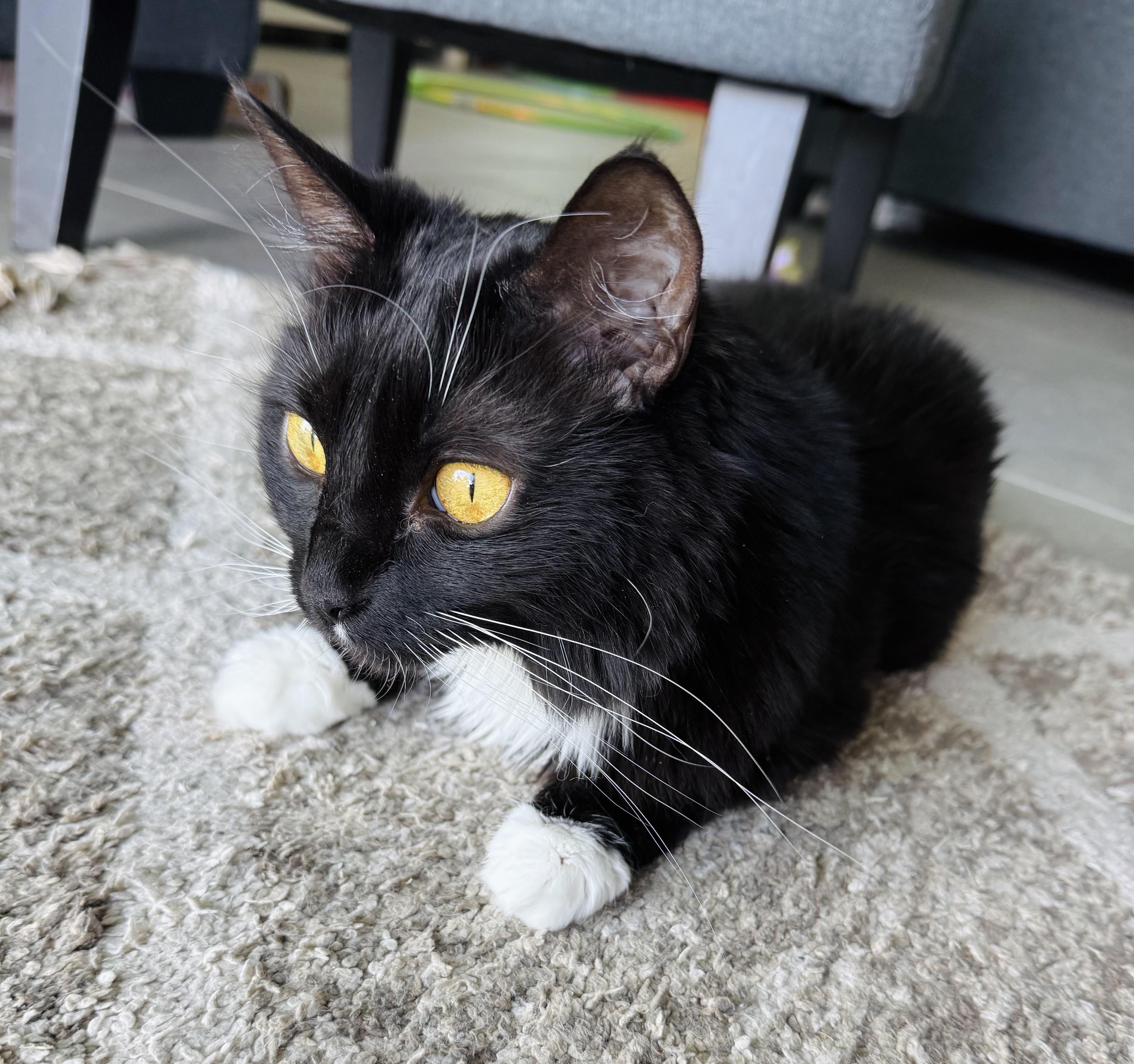 Elsa (LoNG fur) LAP kitty!, a Adoptable Domestic Long Hair in Orlando, FL image 2/6