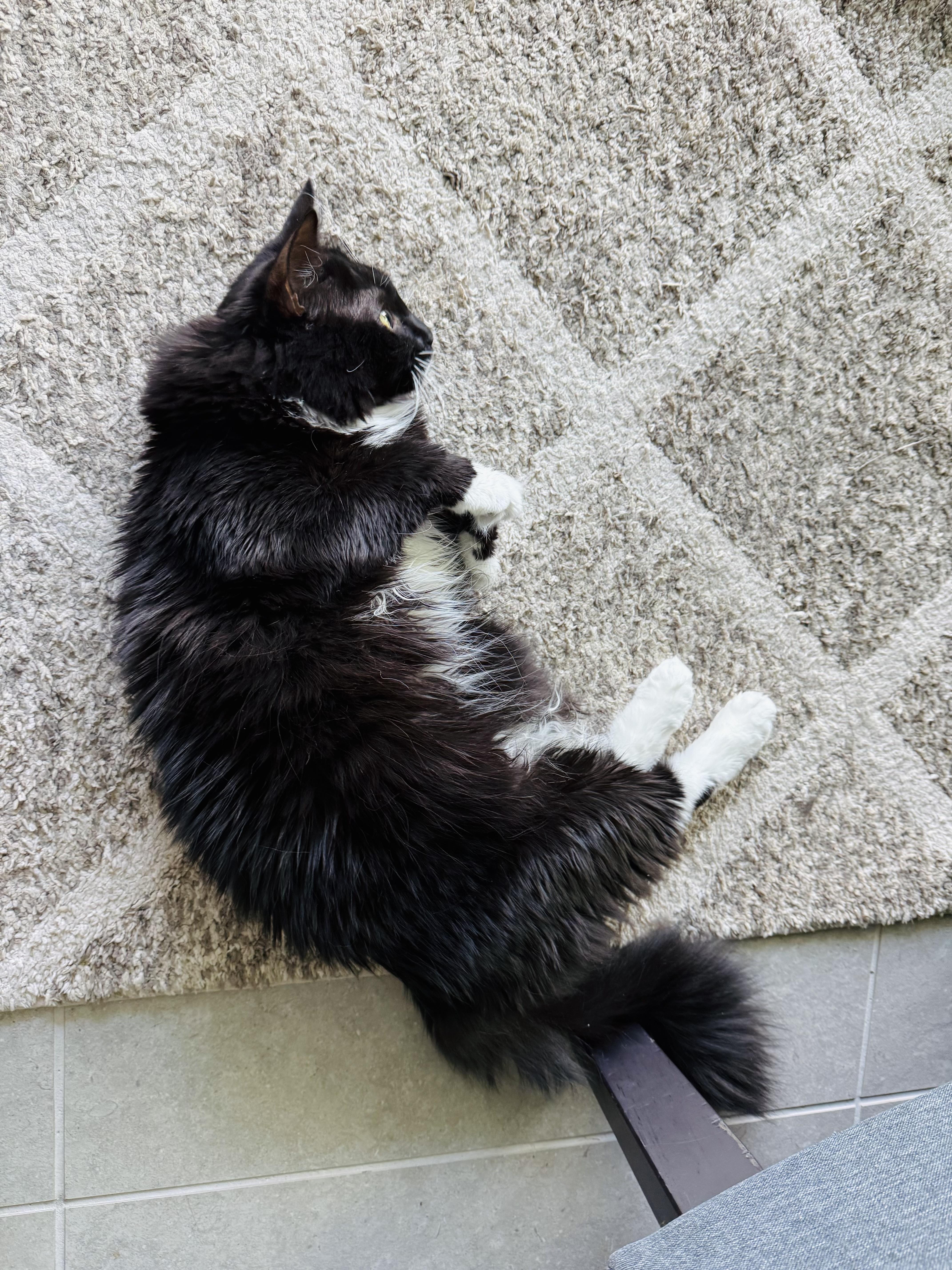 Elsa (LoNG fur) LAP kitty! 3