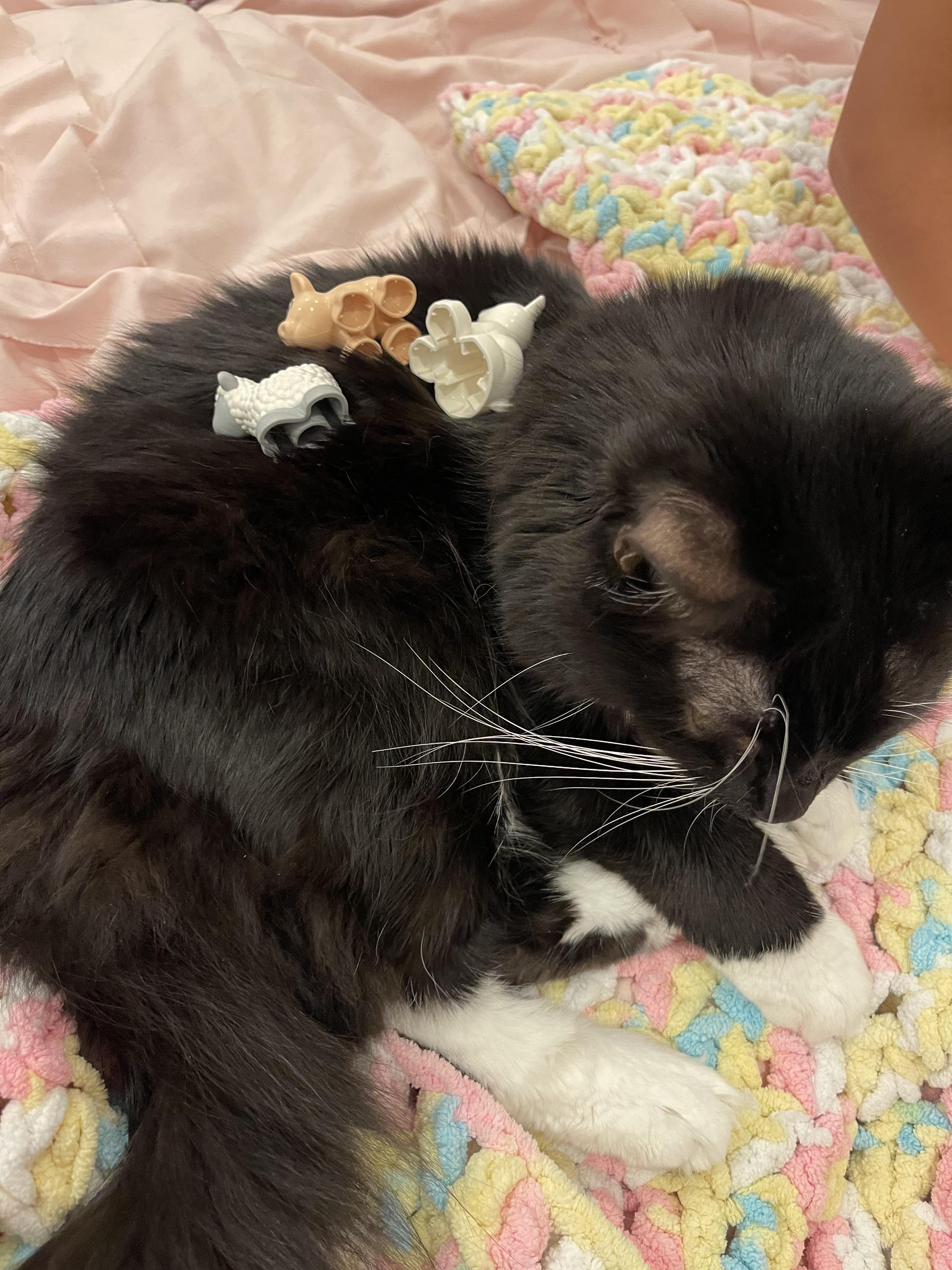 Elsa (LoNG fur) LAP kitty! 6