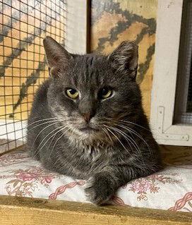 Elmer (FIV+), a Adoptable mixed breed image 1/3