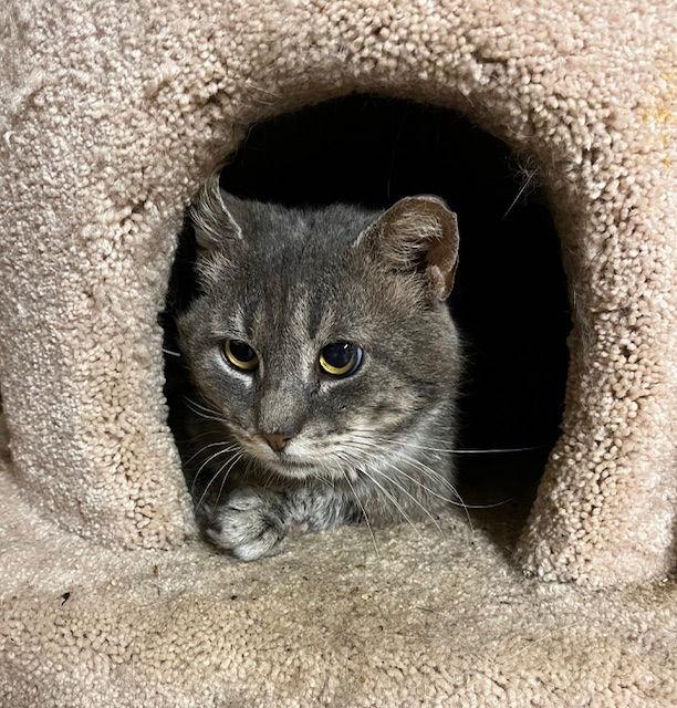 Elmer (FIV+), a Adoptable mixed breed image 2/3