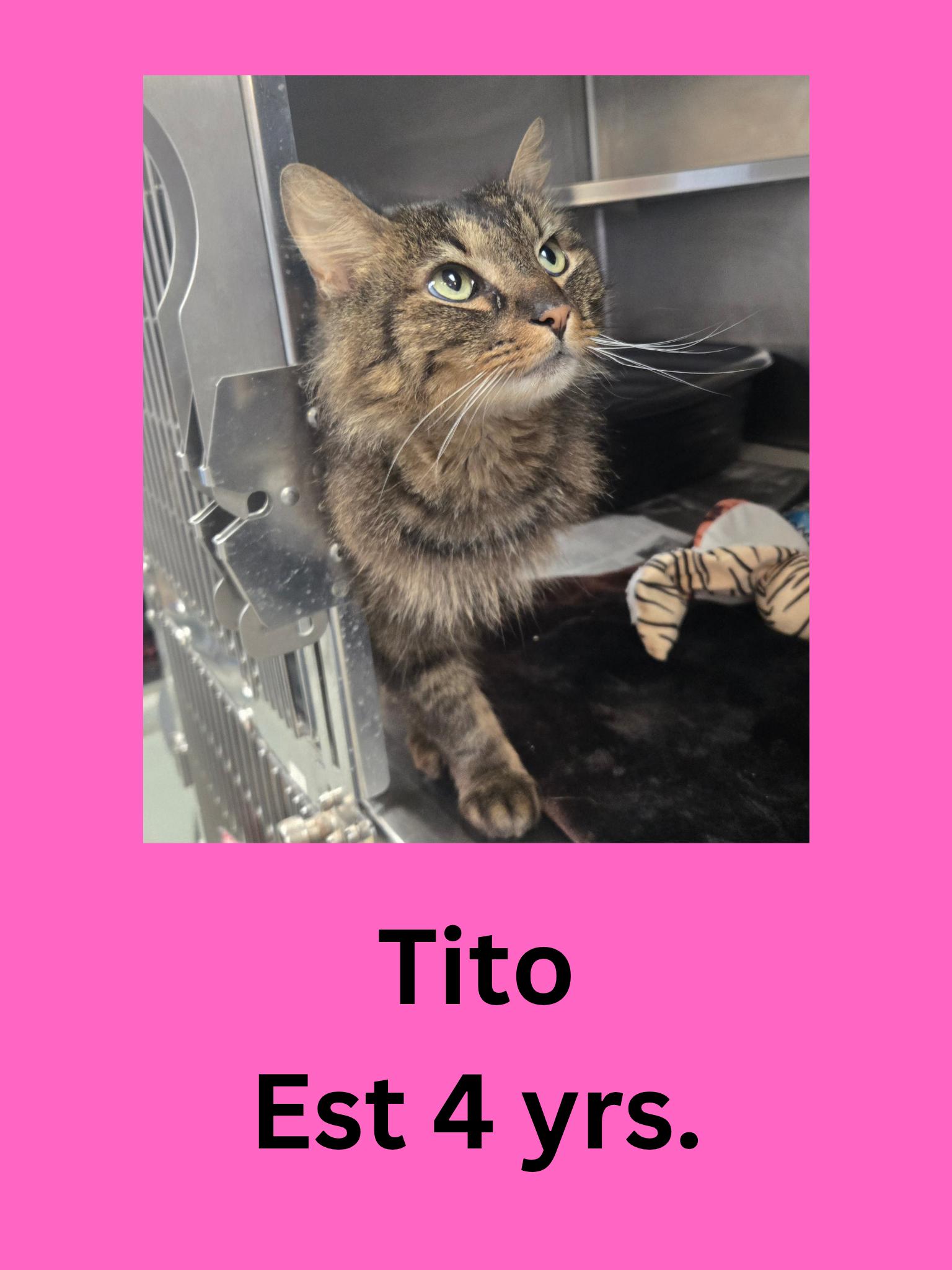 Enlarge Tito, a ADOPTABLE Domestic Long Hair in Ravenna, OH image 1/1