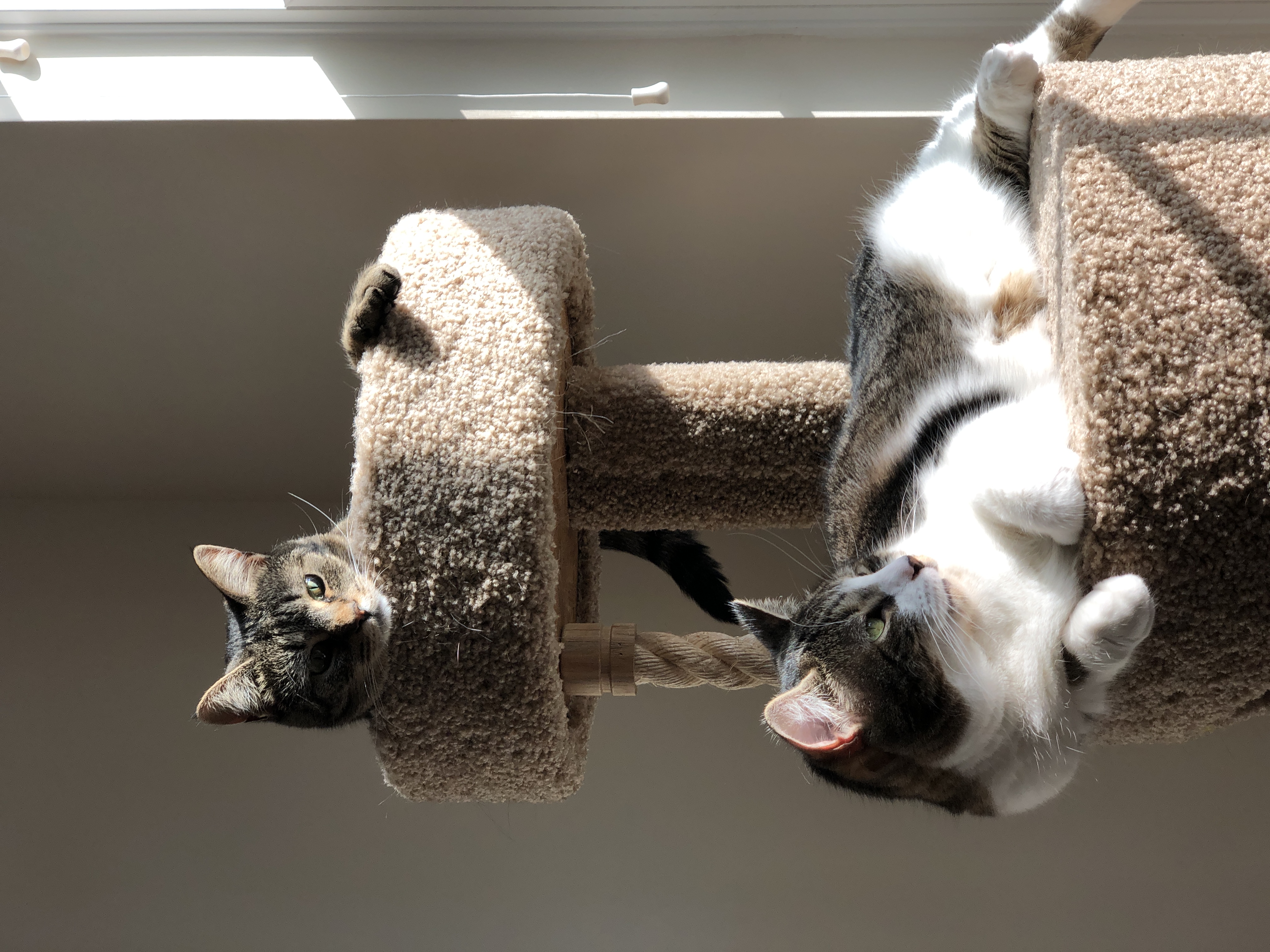 Fiona & Jasmine~ Courtesy Post, Senior Female Domestic Short Hair