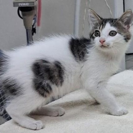 Trudy, Adoptable, Young Female Domestic Short Hair.