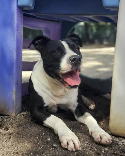 Rango, a Adoptable mixed breed in Mount Holly, NJ image 1/6