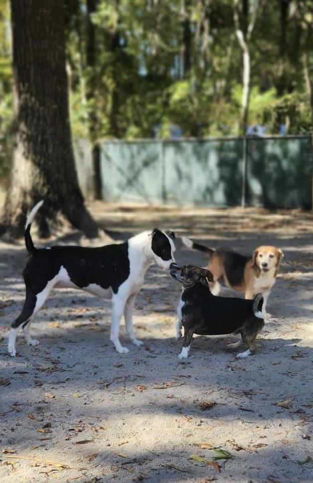 Rango, a Adoptable mixed breed in Mount Holly, NJ image 2/6