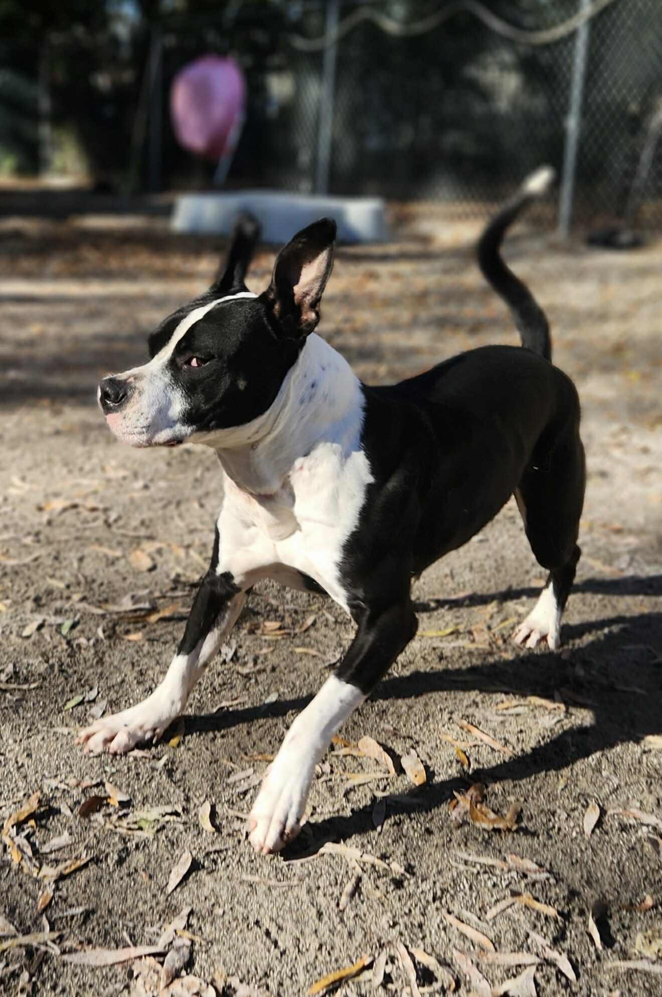 Enlarge Rango, a Adoptable mixed breed in Mount Holly, NJ image 5/6