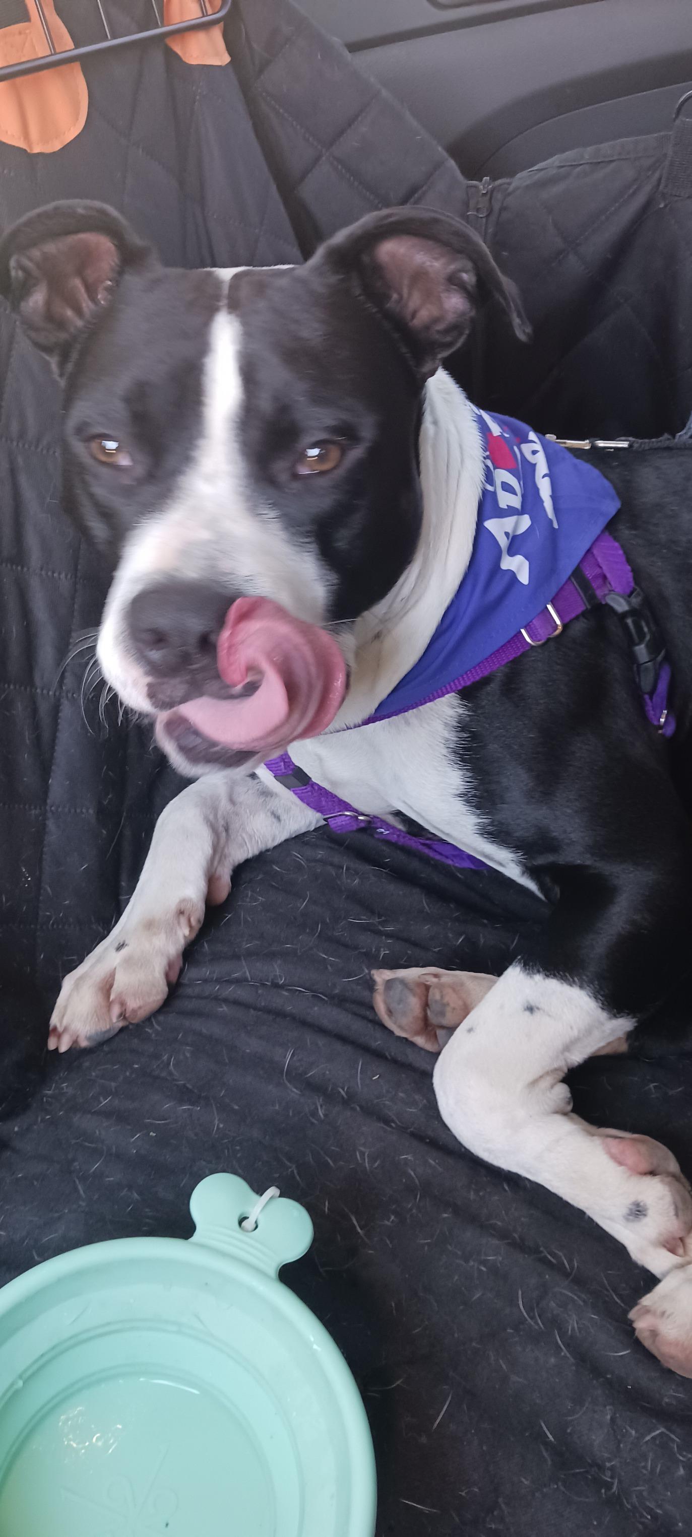 Rango, a Adoptable mixed breed in Mount Holly, NJ image 3/6