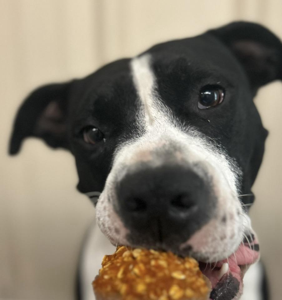 Rango, a Adoptable mixed breed in Mount Holly, NJ image 4/6