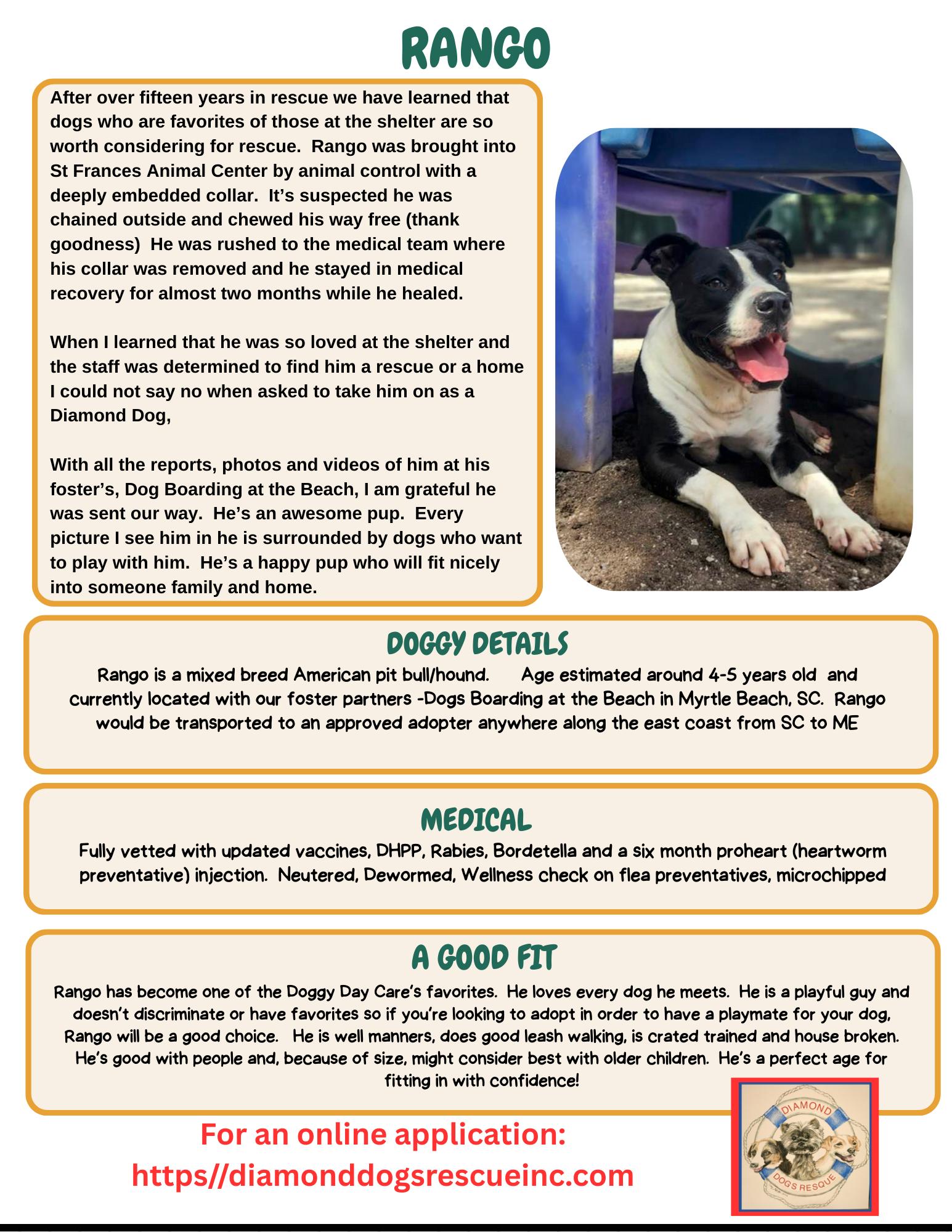 Rango, a Adoptable mixed breed in Mount Holly, NJ image 5/6