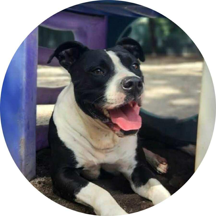 Enlarge Rango, a Adoptable mixed breed in Mount Holly, NJ image 1/6