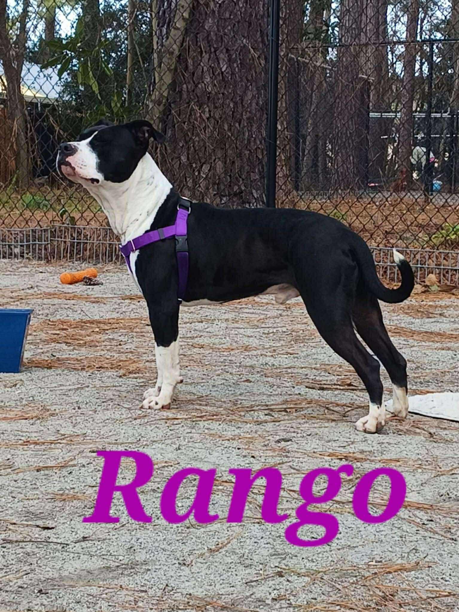 Rango, a Adoptable mixed breed in Mount Holly, NJ image 6/6