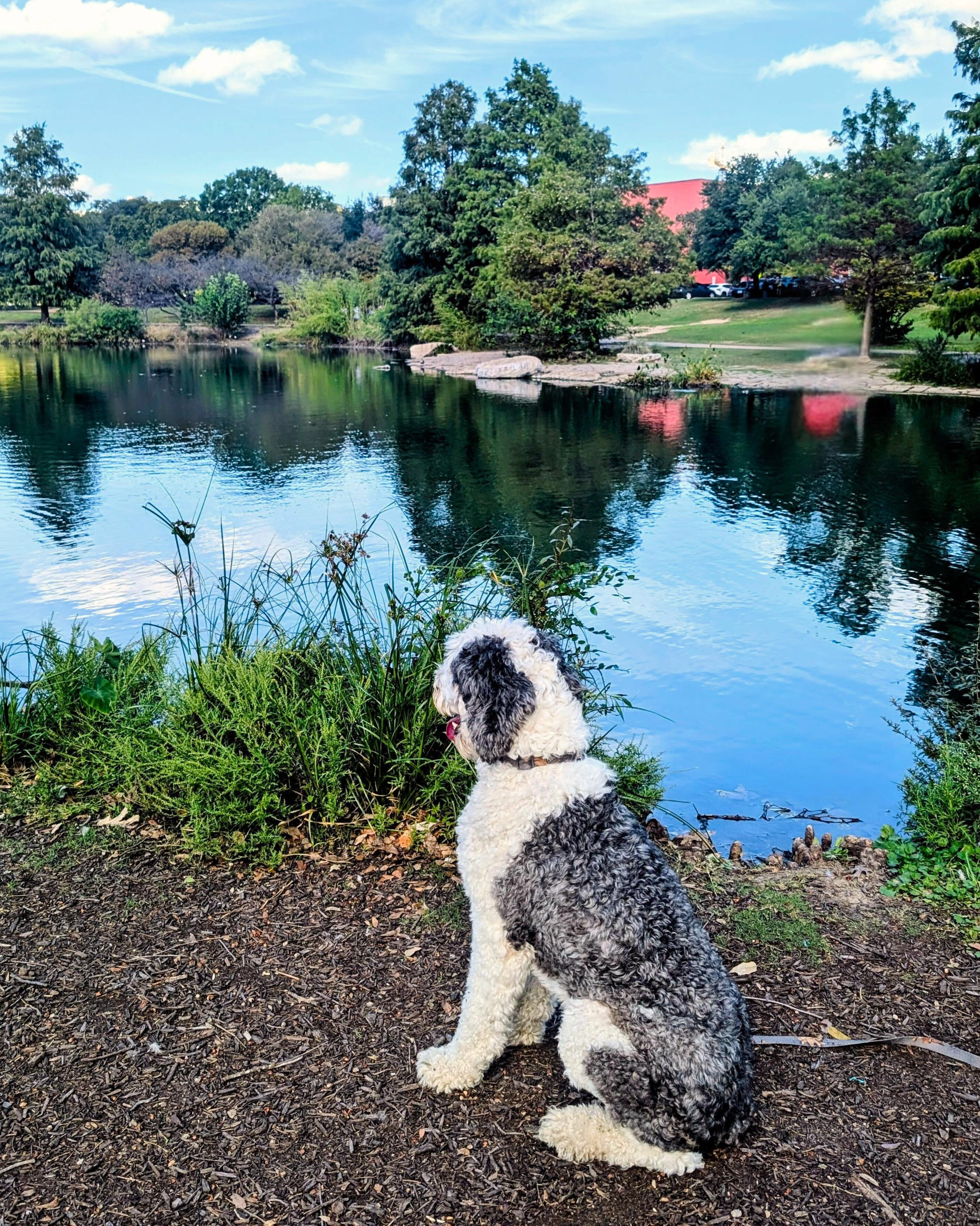 Enlarge Bosco, a Adoptable Sheepadoodle in Manor, TX image 6/6