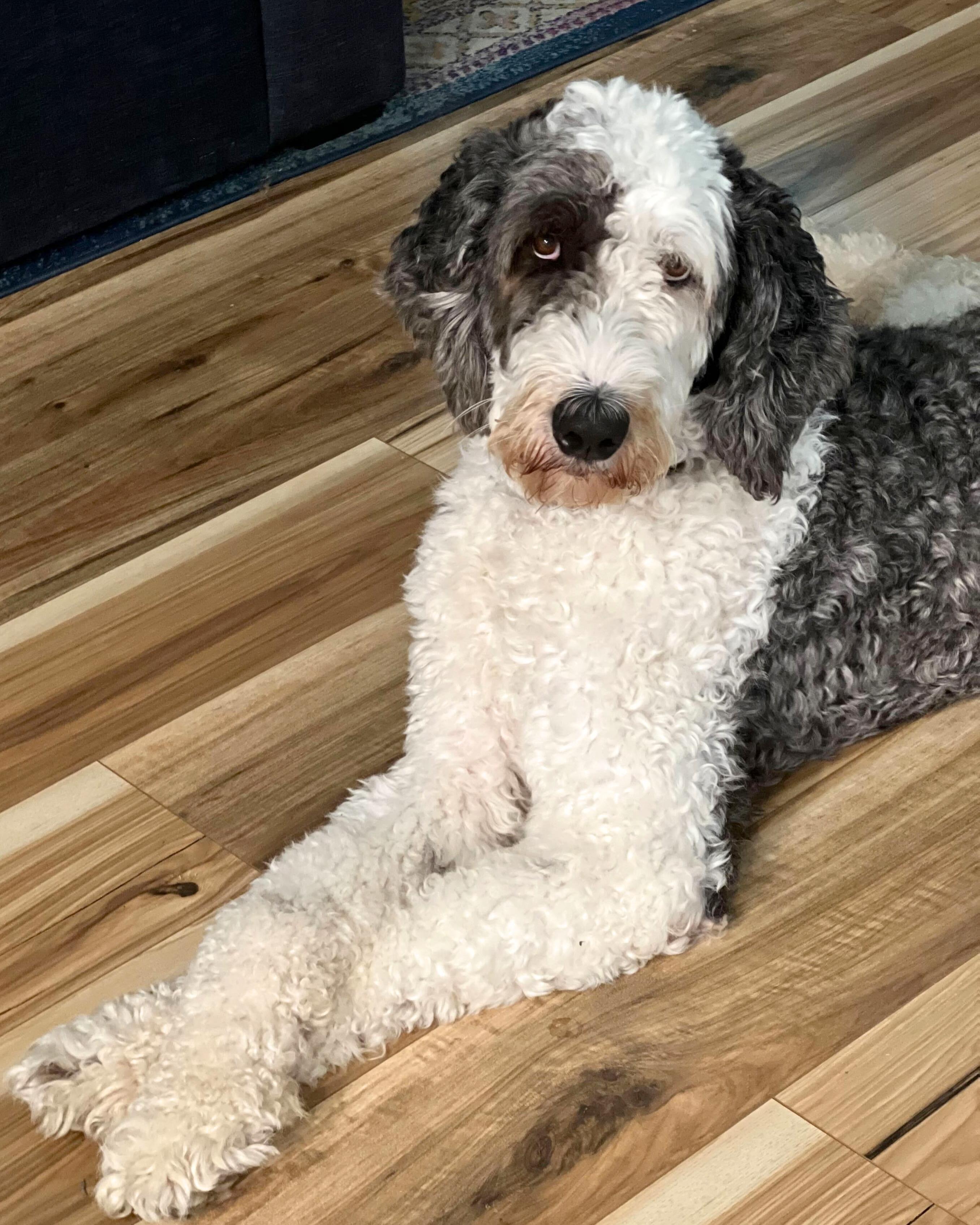 Enlarge Bosco, a Adoptable Sheepadoodle in Manor, TX image 4/6