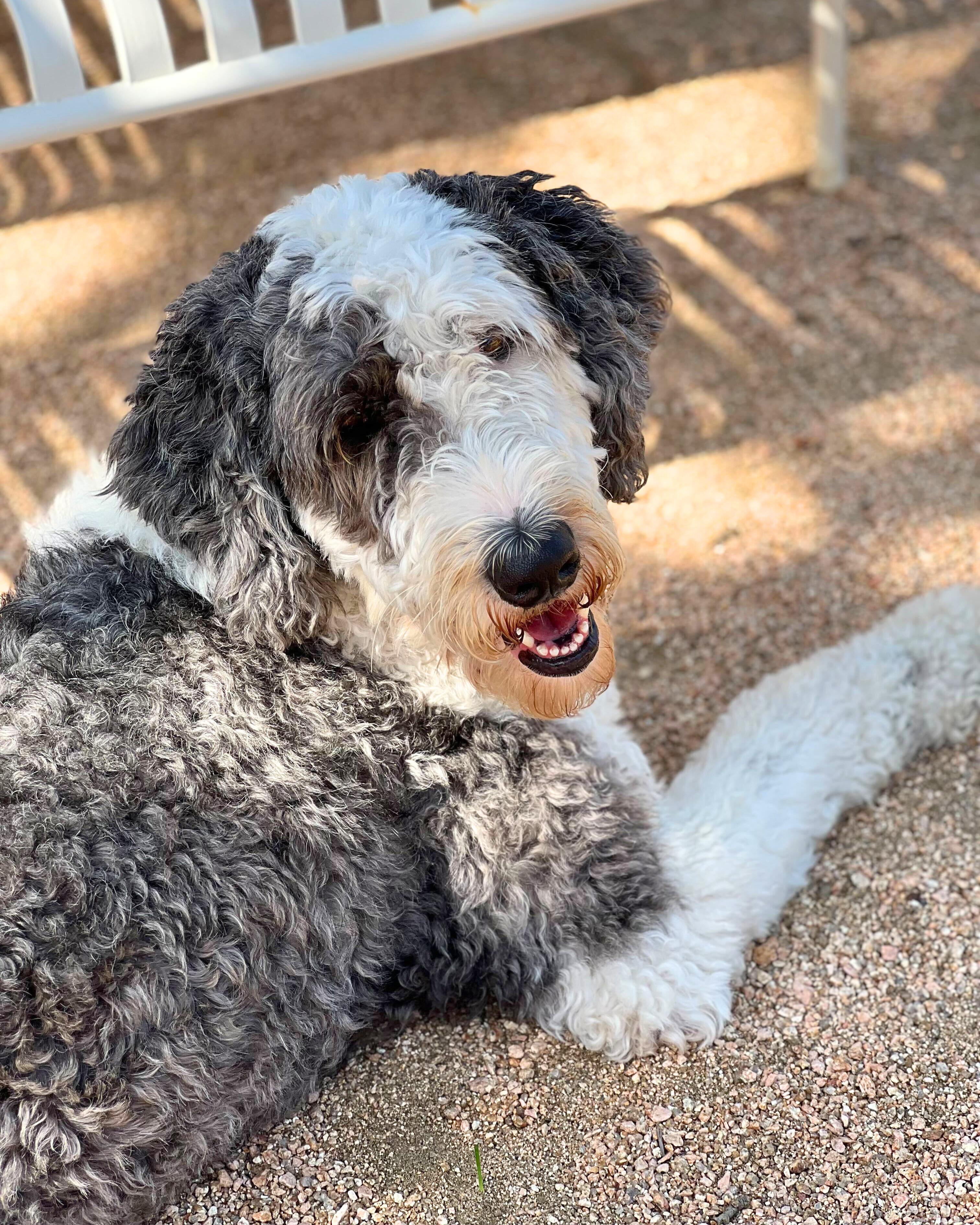 Enlarge Bosco, a Adoptable Sheepadoodle in Manor, TX image 3/6