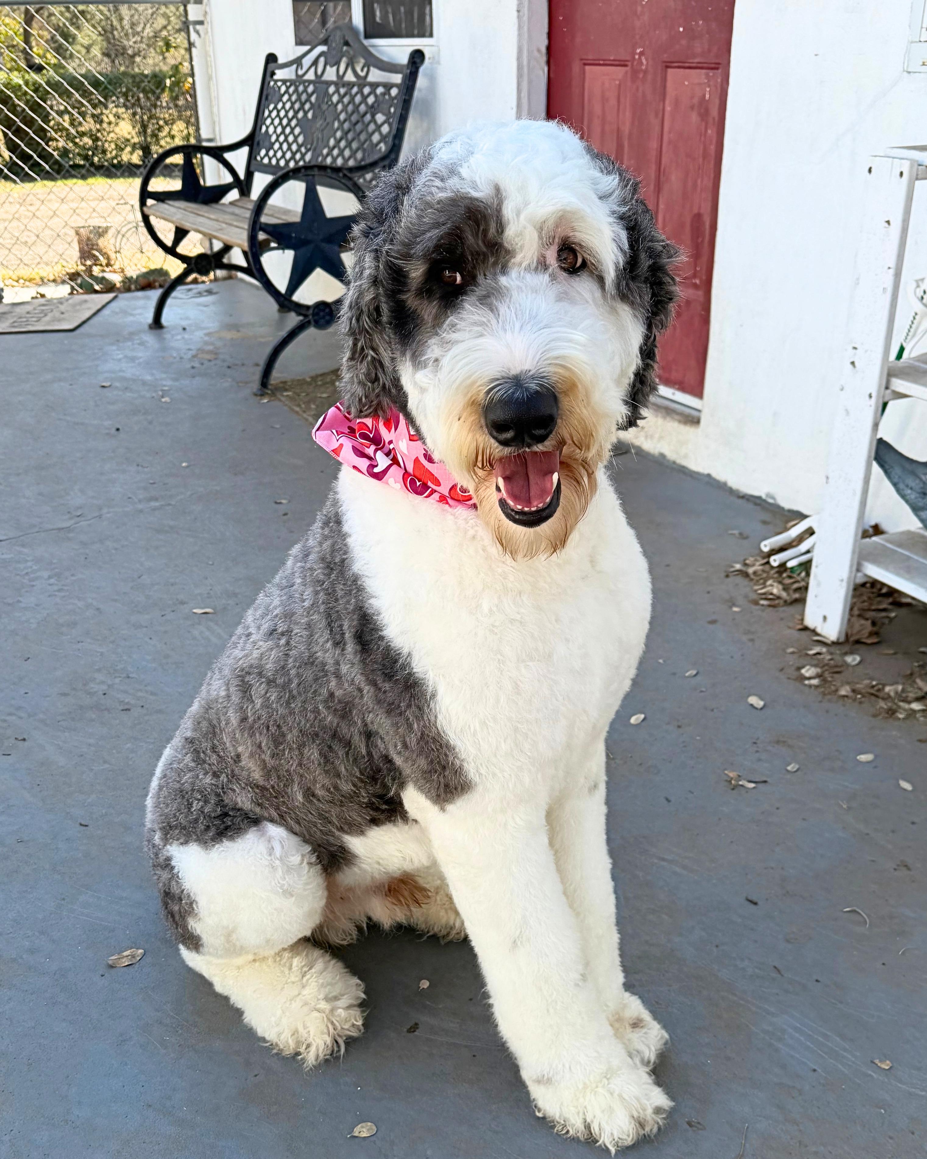 Enlarge Bosco, a Adoptable Sheepadoodle in Manor, TX image 2/6