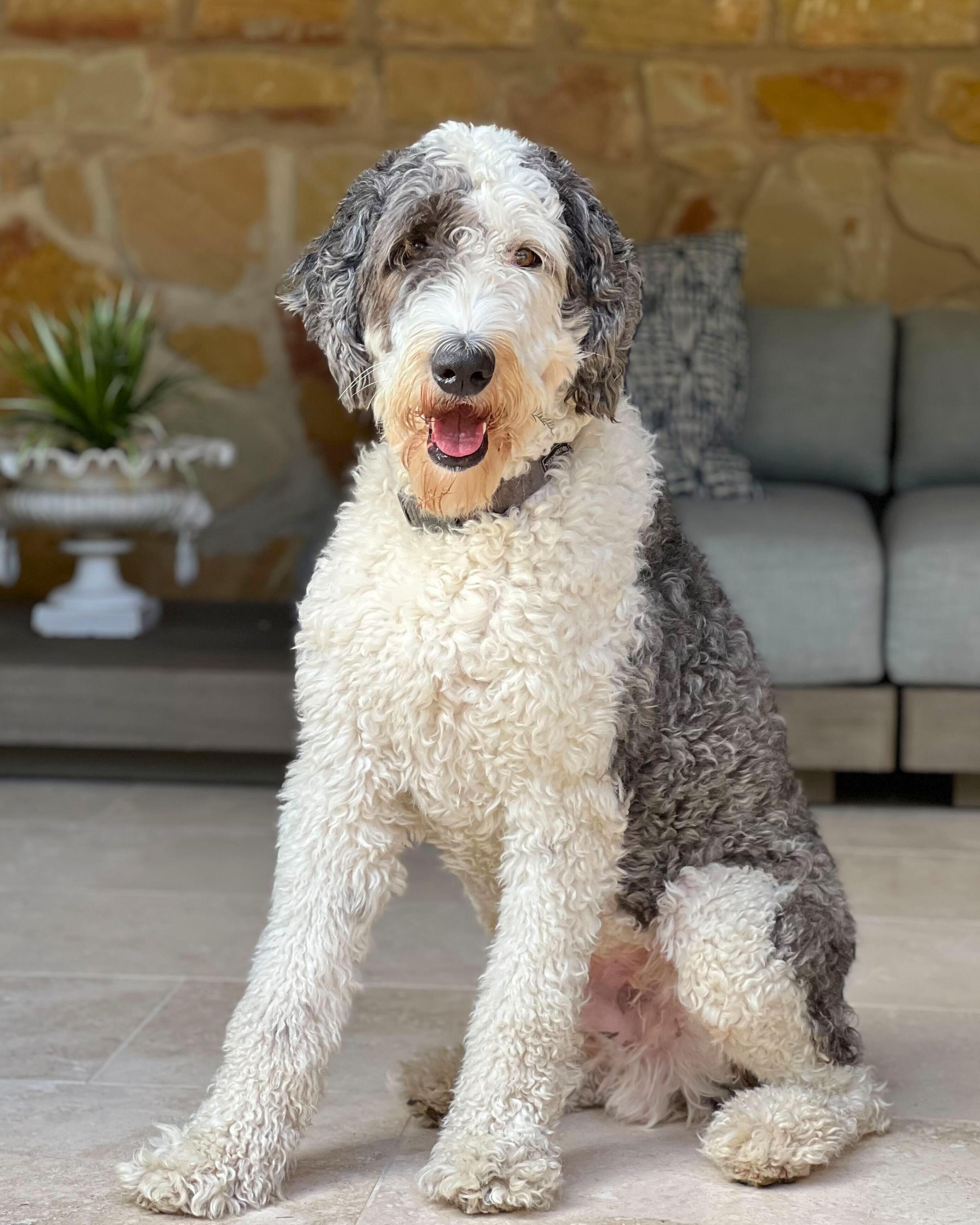 Enlarge Bosco, a Adoptable Sheepadoodle in Manor, TX image 5/6