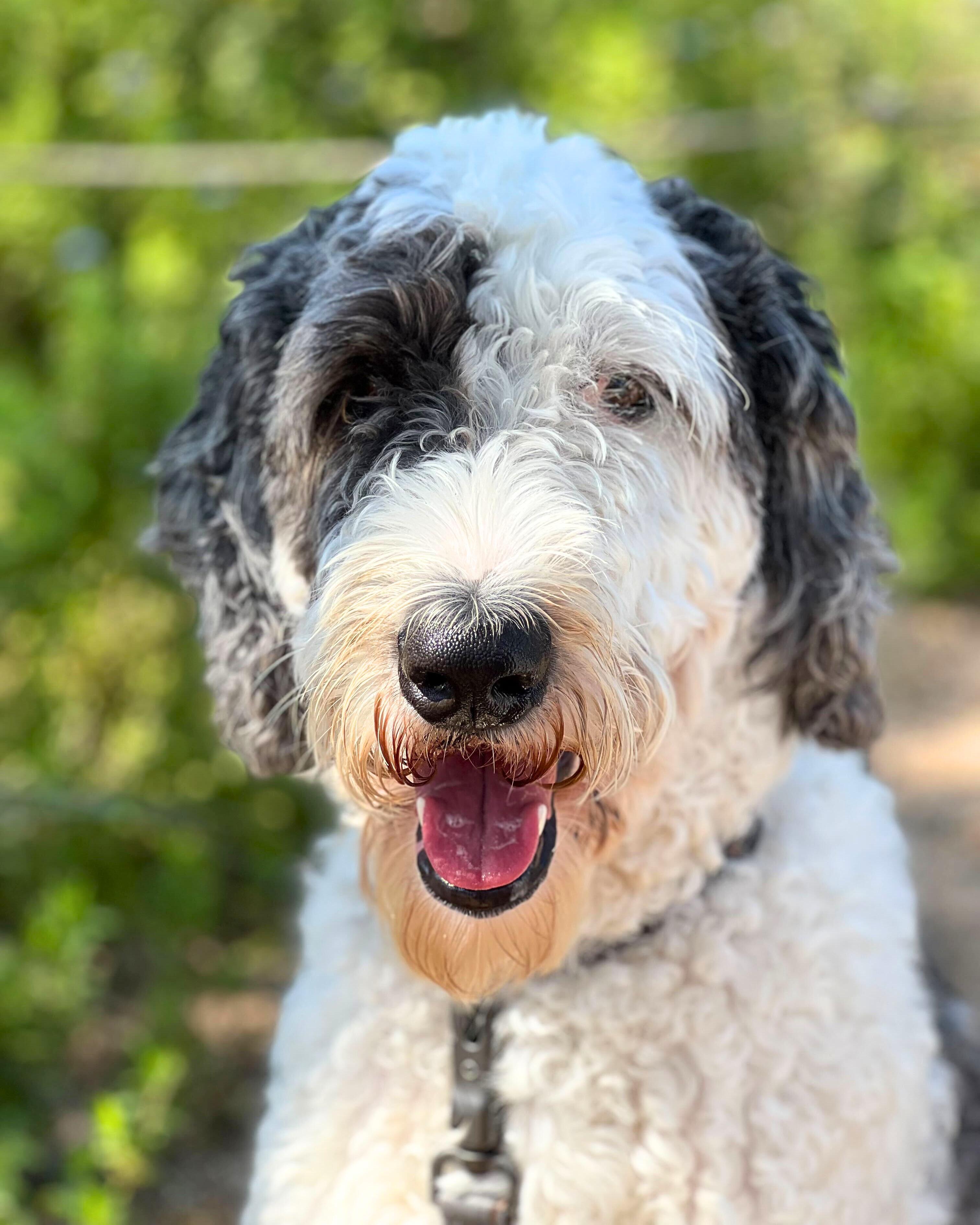 Bosco, Adoptable, Adult Male Sheepadoodle.