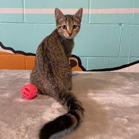Paprika, Adoptable, Kitten Female Domestic Short Hair.