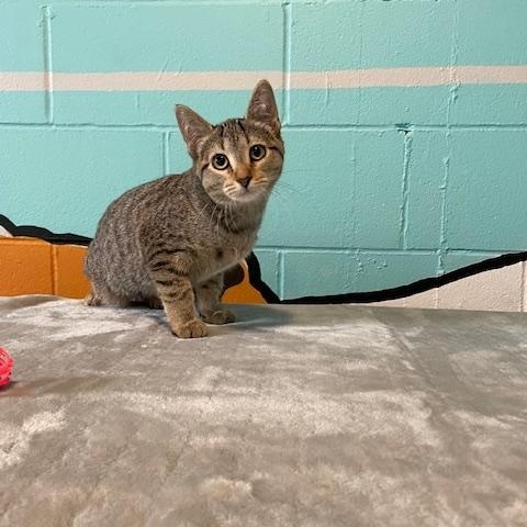 Paprika, a Adoptable Domestic Short Hair in Red Wing, MN image 2/2