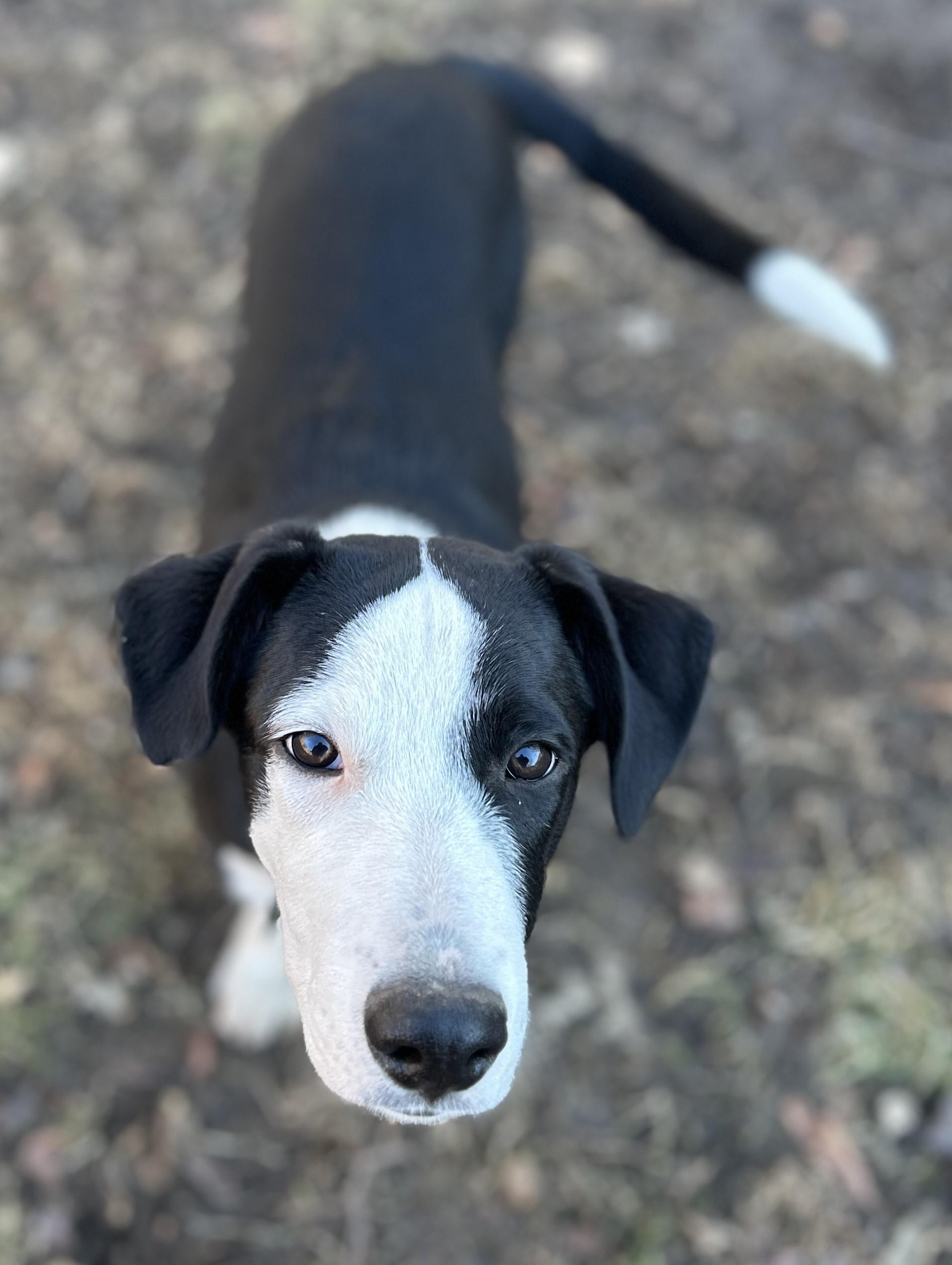 Enlarge Judd, a ADOPTABLE mixed breed in Lisbon, IA image 4/6