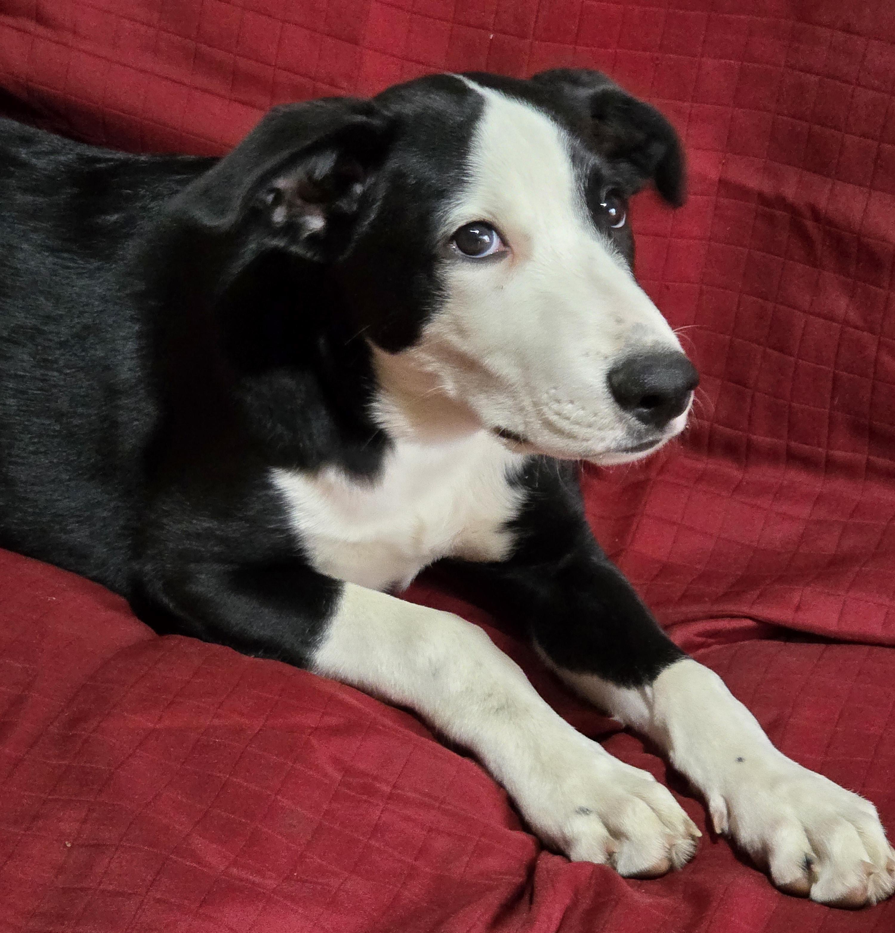 Enlarge Judd, a ADOPTABLE mixed breed in Lisbon, IA image 5/6