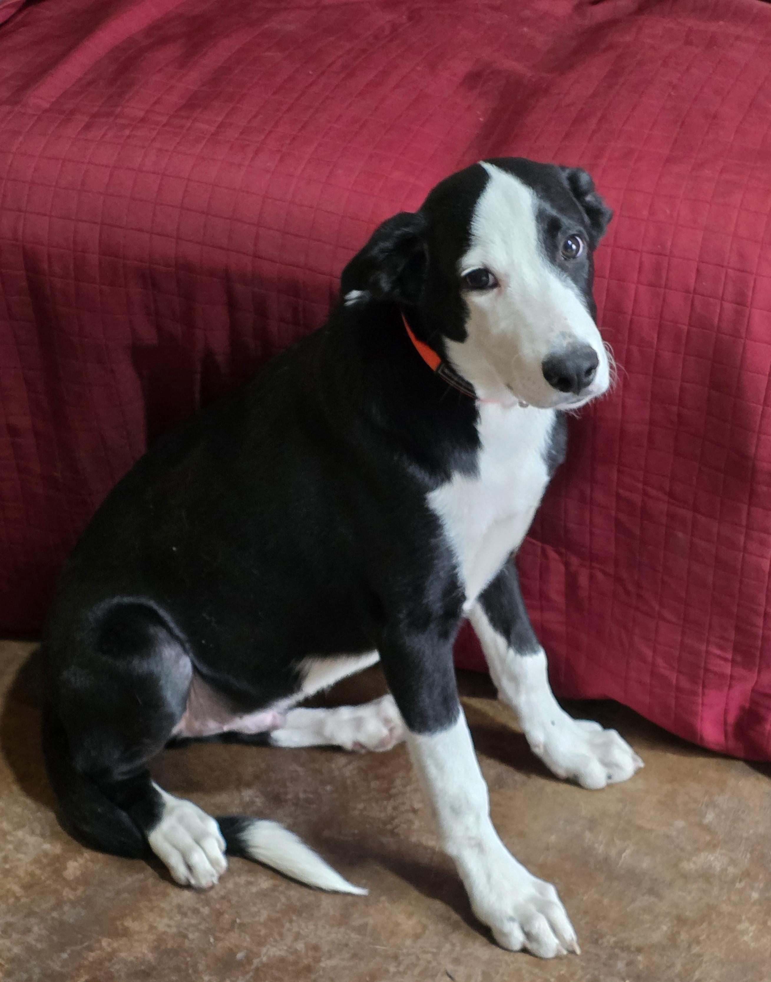 Enlarge Judd, a ADOPTABLE mixed breed in Lisbon, IA image 3/6