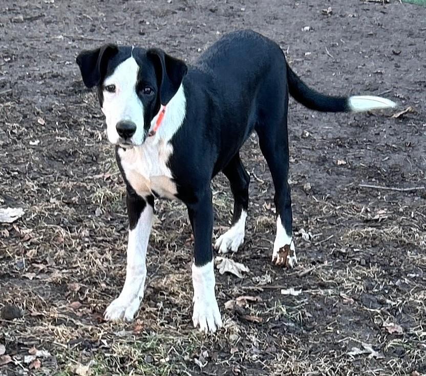Enlarge Judd, a ADOPTABLE mixed breed in Lisbon, IA image 2/6