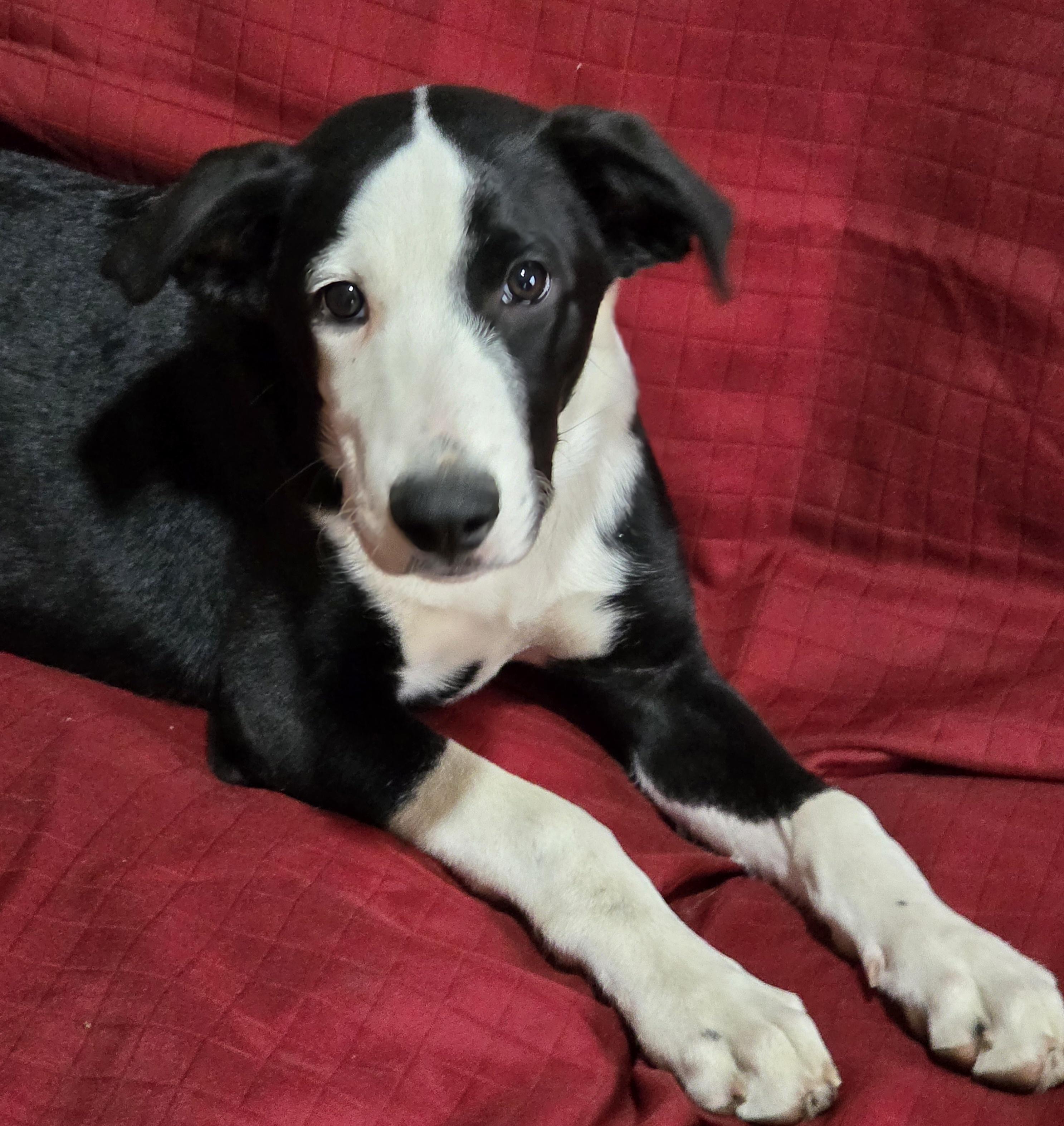 Judd, ADOPTABLE, Young Male Australian Shepherd.