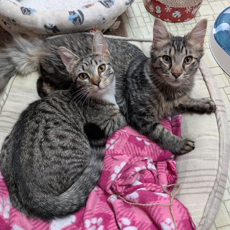 Mirabel & Bruno (Bonded), an adopted mixed breed in East Amherst, NY image 3/6