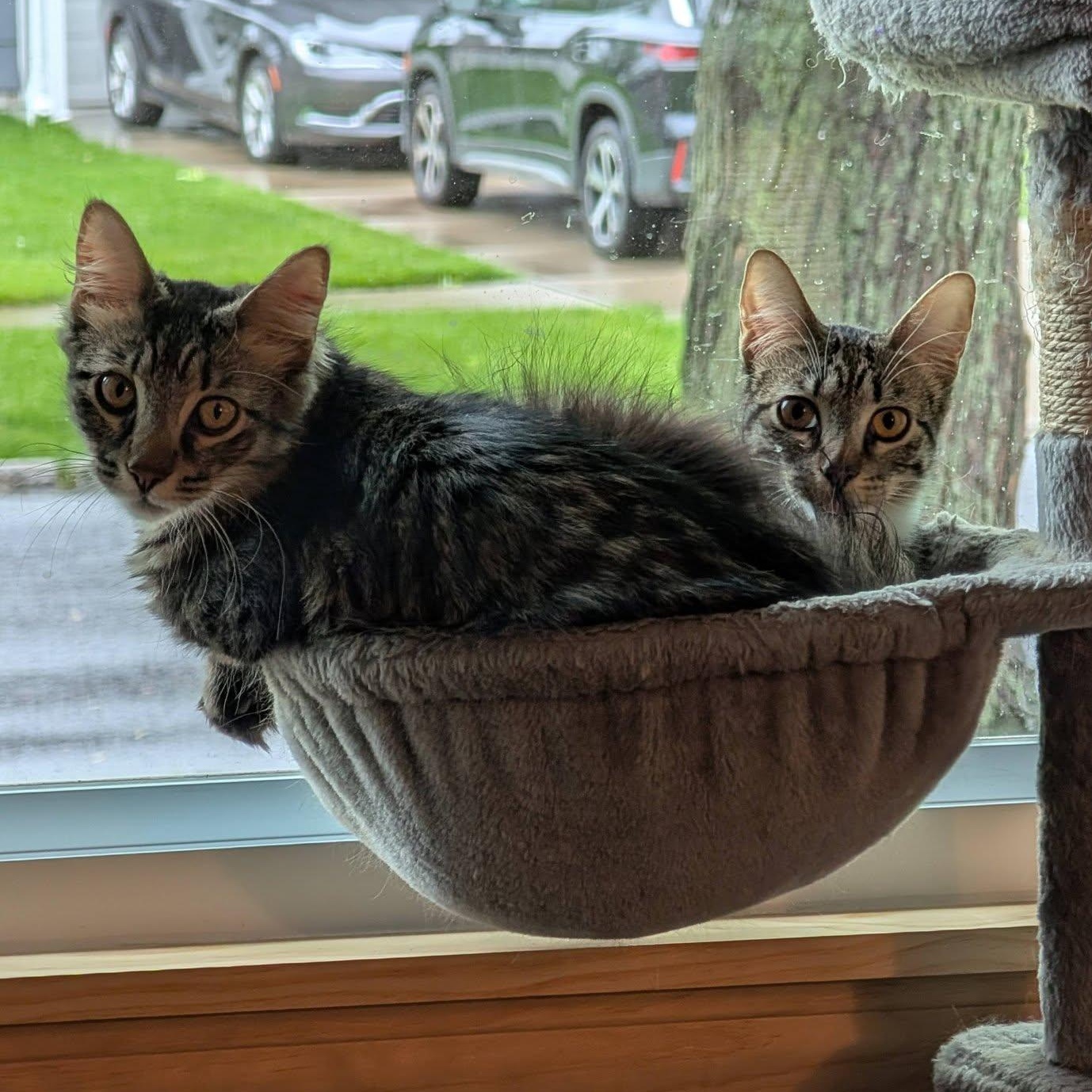 Mirabel & Bruno (Bonded), adopted, Kitten Male Maine Coon & Domestic Long Hair.