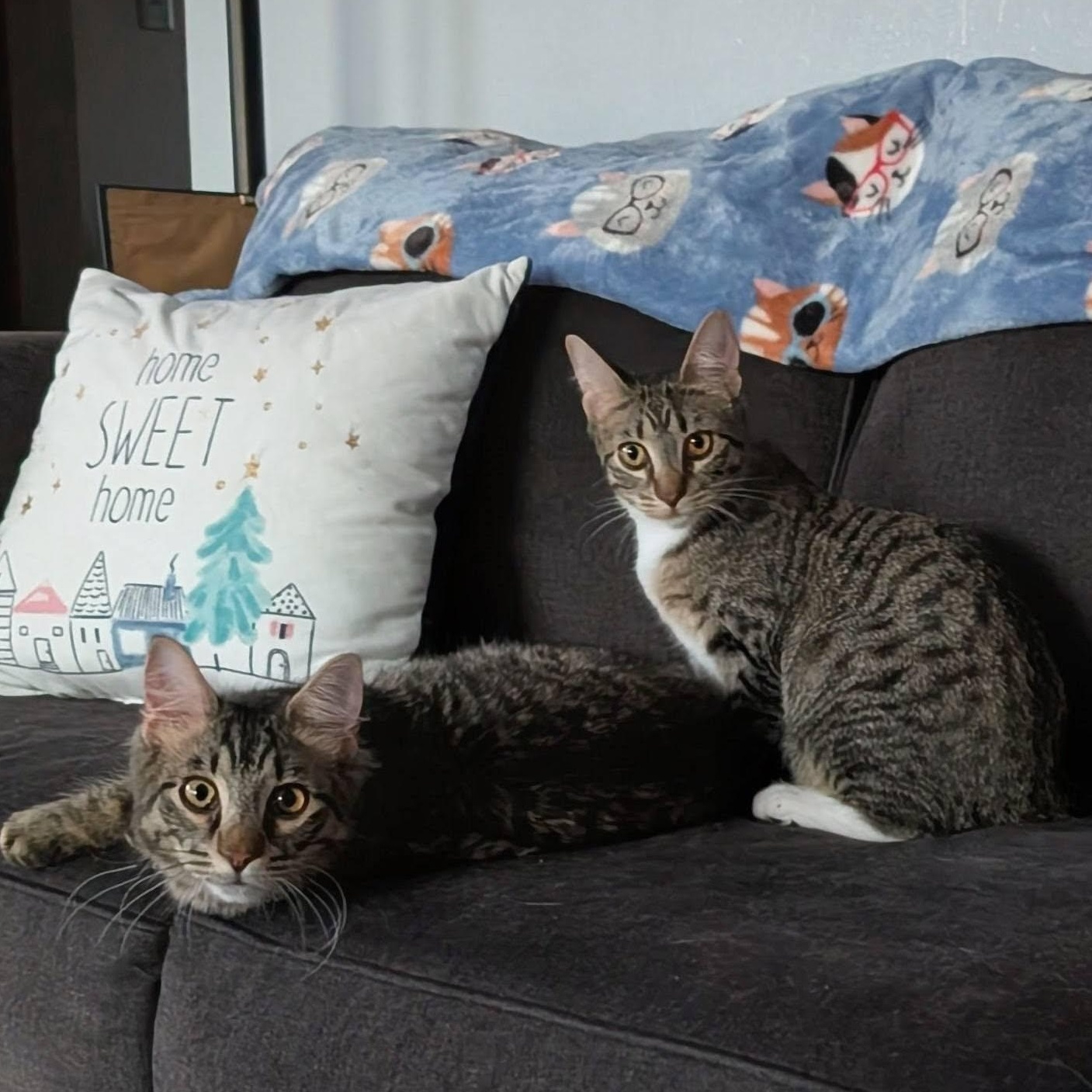 Mirabel & Bruno (Bonded), an adopted mixed breed in East Amherst, NY image 2/6