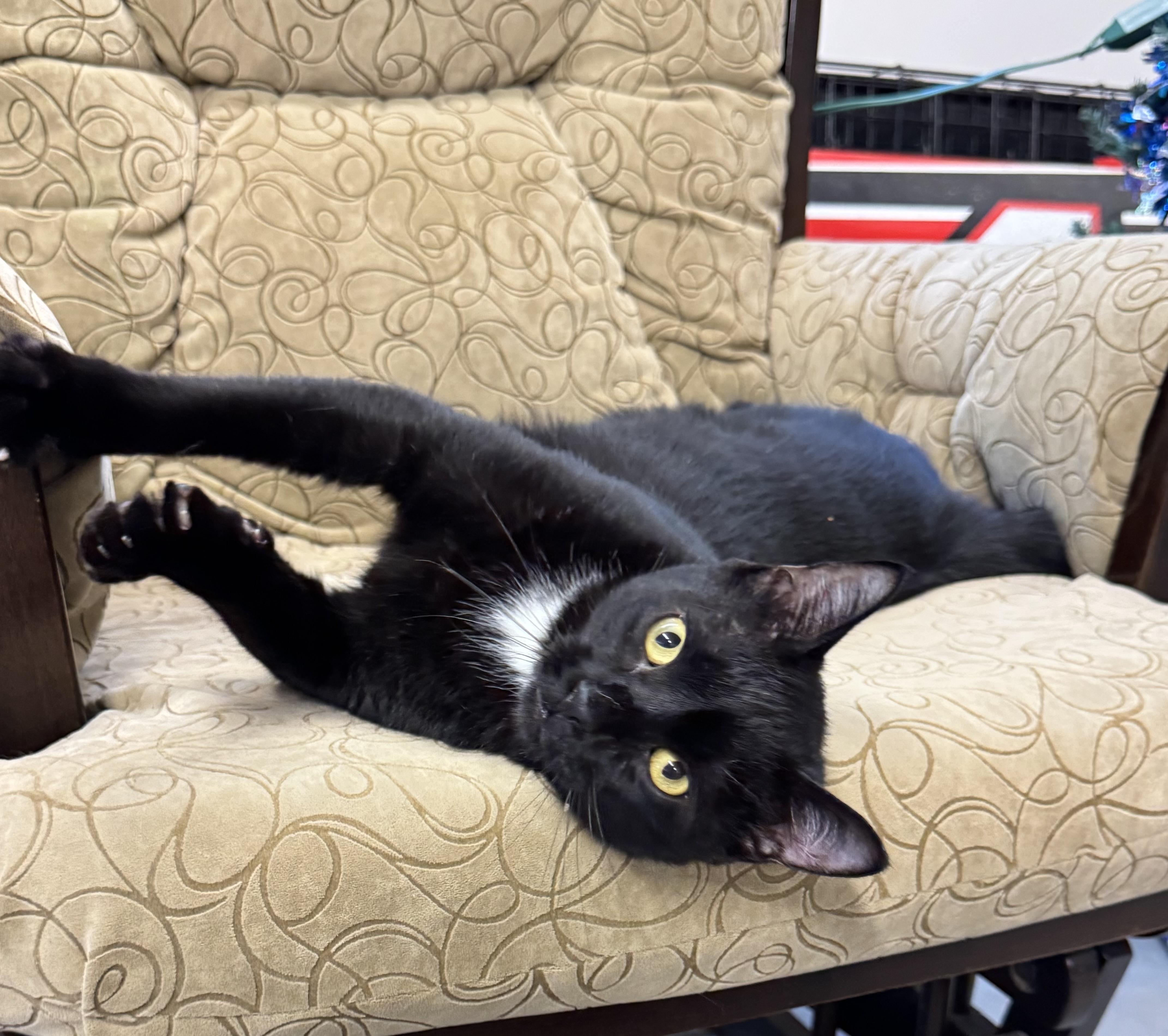 Enlarge CHEX  Super Sweet Lap Cat Male Black Adult, a ADOPTABLE Domestic Short Hair in Monroe, NC image 1/5